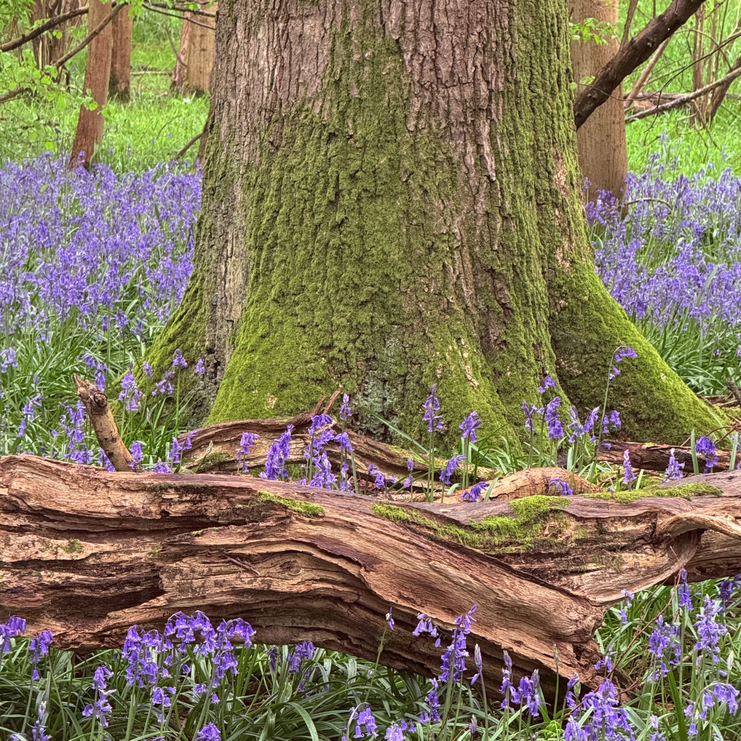 Bluebell Wood