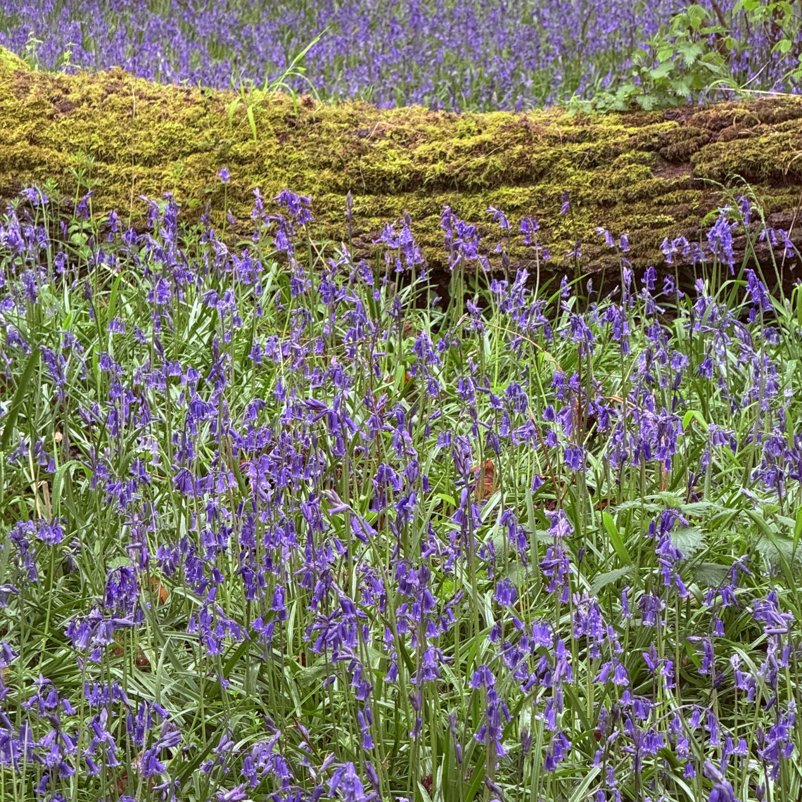 Bluebells and the fallen tree