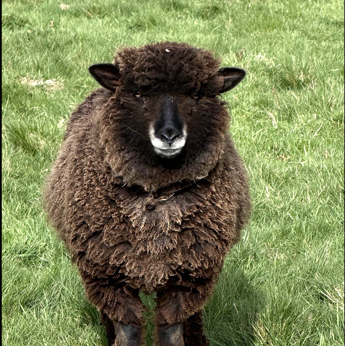 A fluffy Cotswold sheep with a thick coat of wool, standing on green grass.