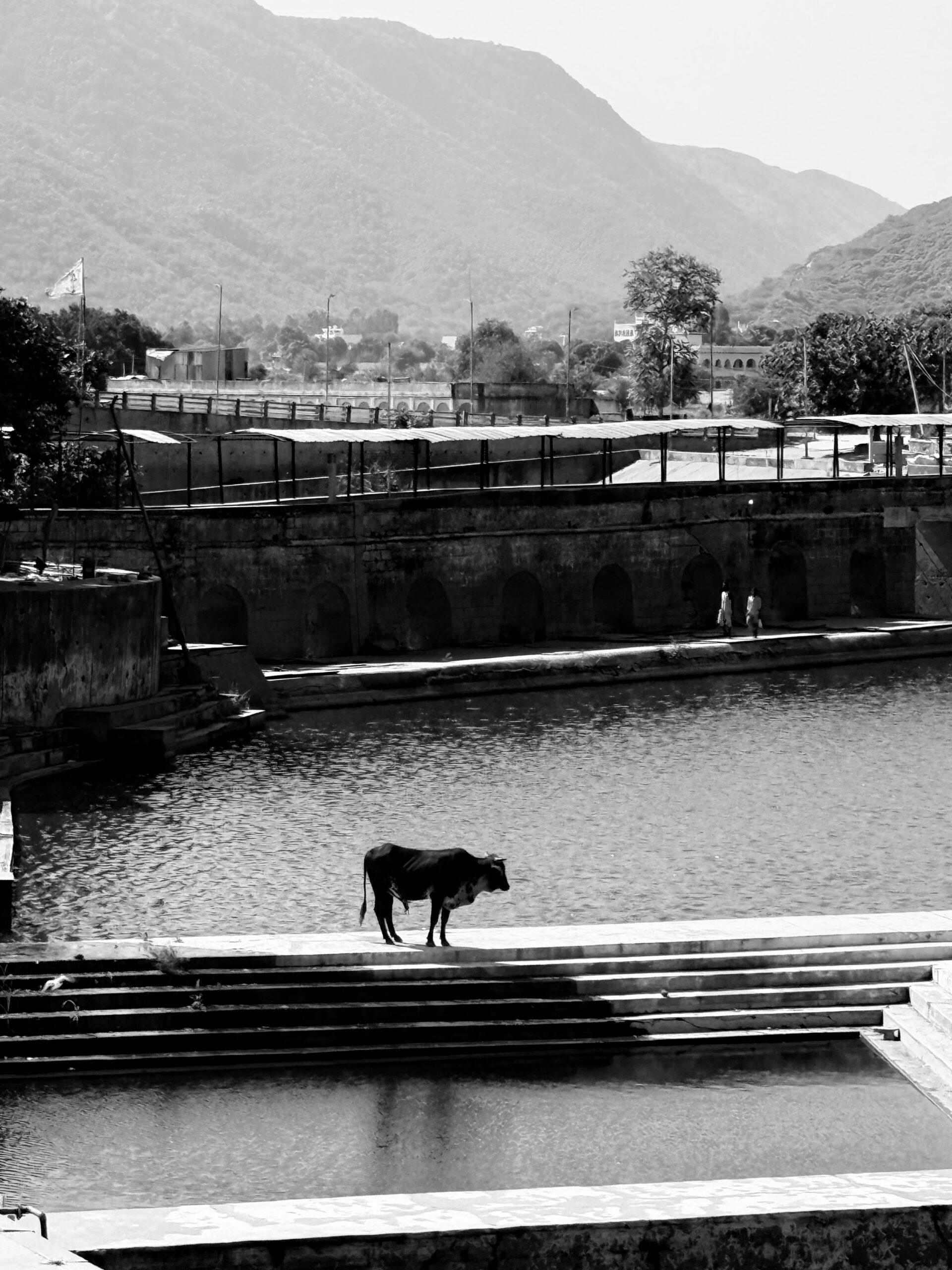 Image: Cow